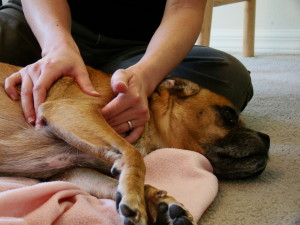 dog-massage